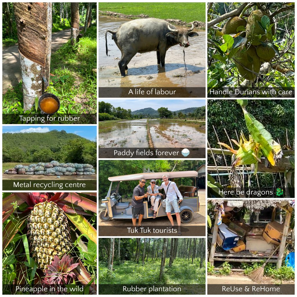 Rubber tree harvesting and sustainability on Koh Yao Noi island